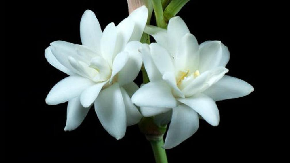 Resultado de imagen de flores blancas nardos