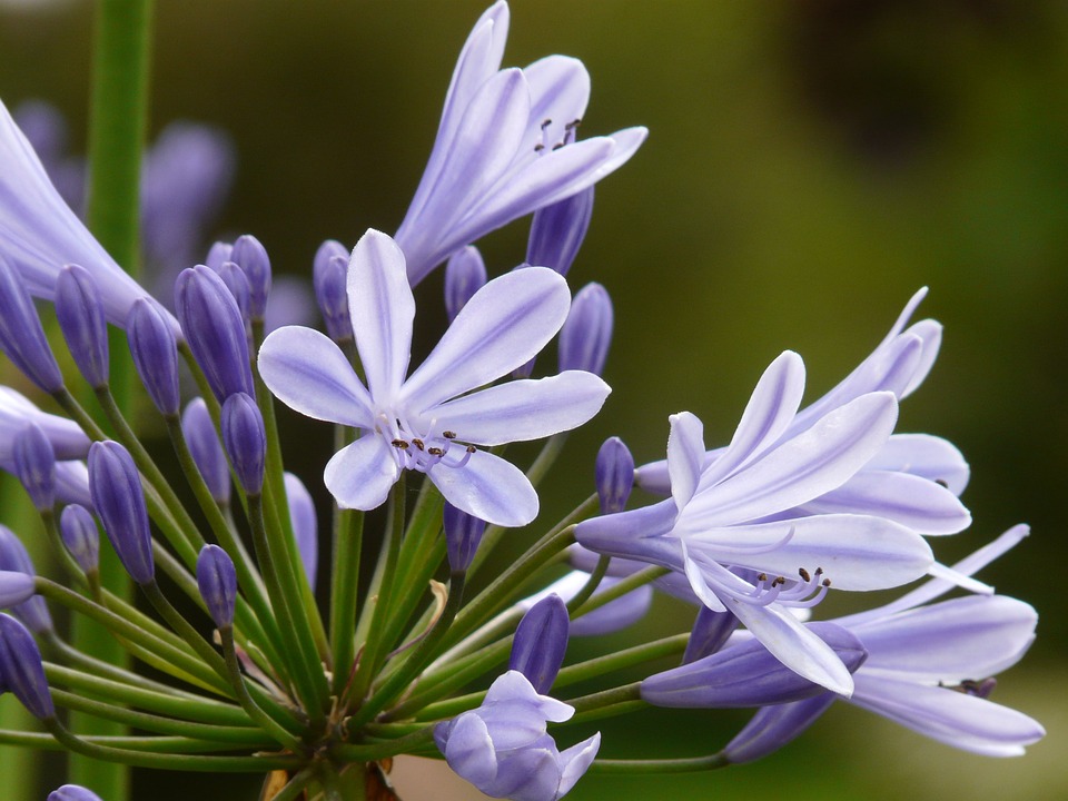 Cómo y cuándo plantar Agapanthus Africanus - Mi Jardín