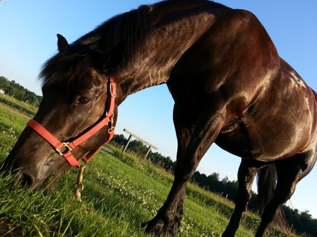 ¿Cómo hacer y usar estiércol de caballo? - Mi Jardín