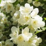 Cómo-Y-Cuándo-Plantar-Jazmín