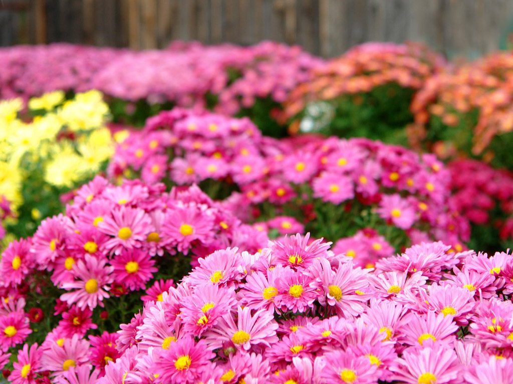 Cómo cultivar Crisantemos de manera sencilla