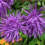 aster 01