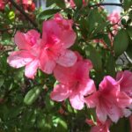 azalea