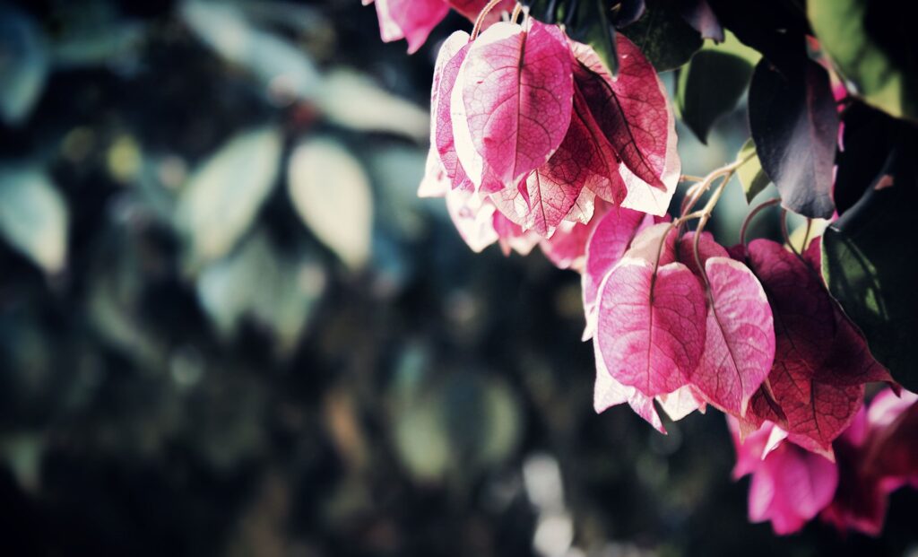 Cómo Y Cuándo Plantar Buganvilla - Mi Jardín