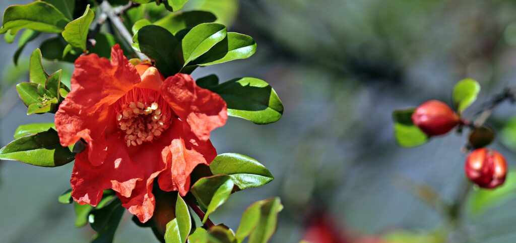 camelia como podar