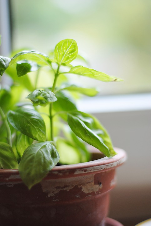 Como Y Cuando Plantar Albahaca Mi Jardin