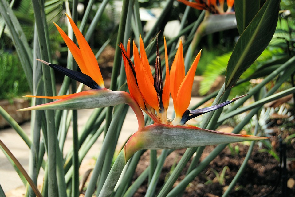 Strelitzia Reginae vista de cerca