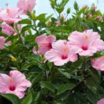 cómo cultivar Hibiscos de manera sencilla.