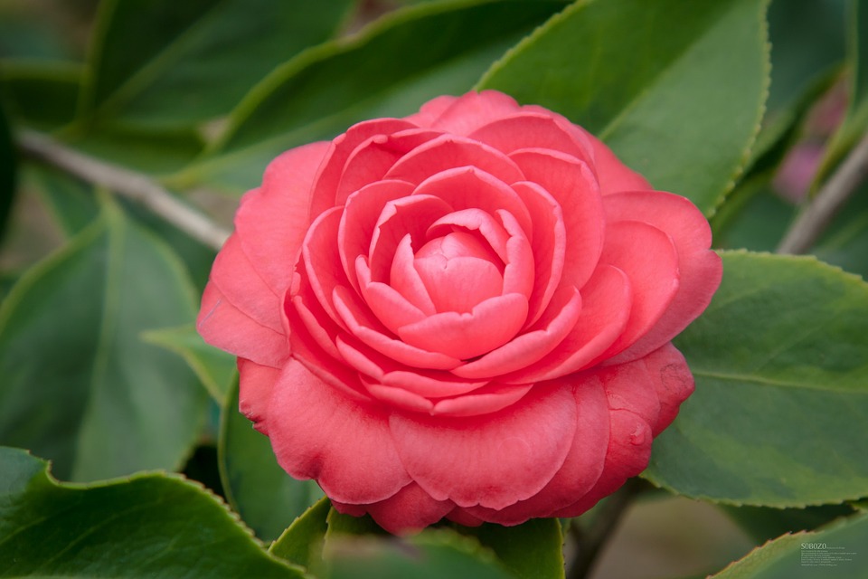 Cómo y cuándo plantar Camelias: guía completa - Mi Jardín