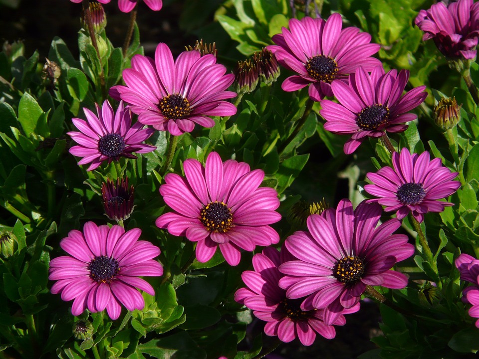 Cómo y cuándo plantar flores de Gerbera? - Mi Jardín