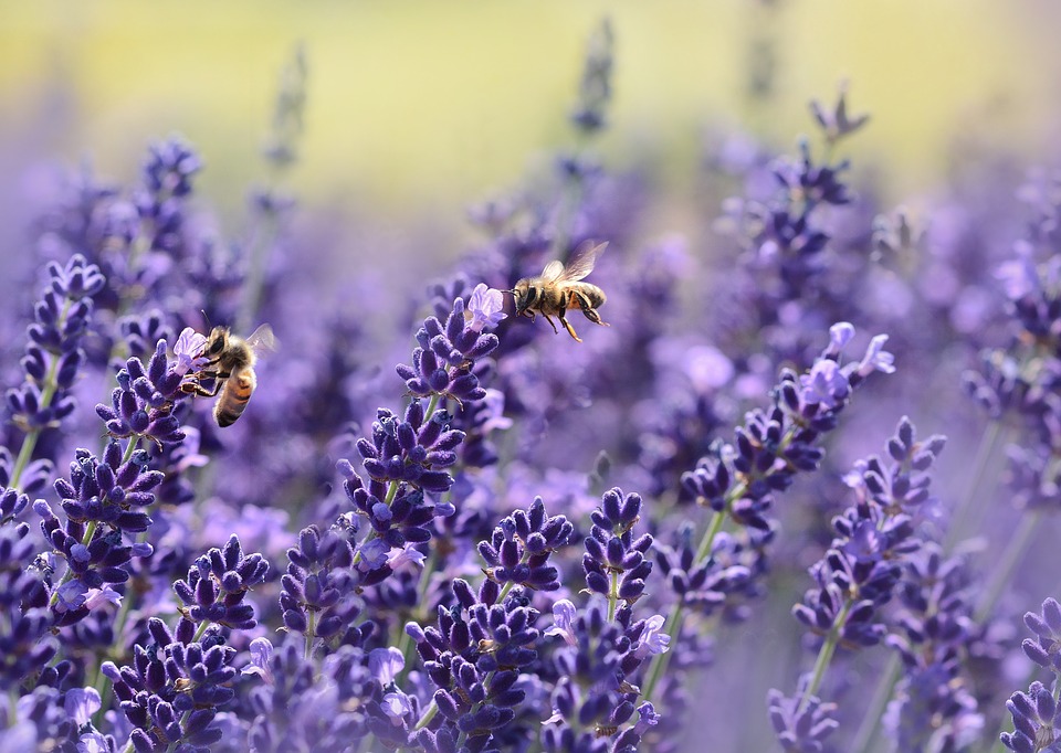 abejas sobre lavandas