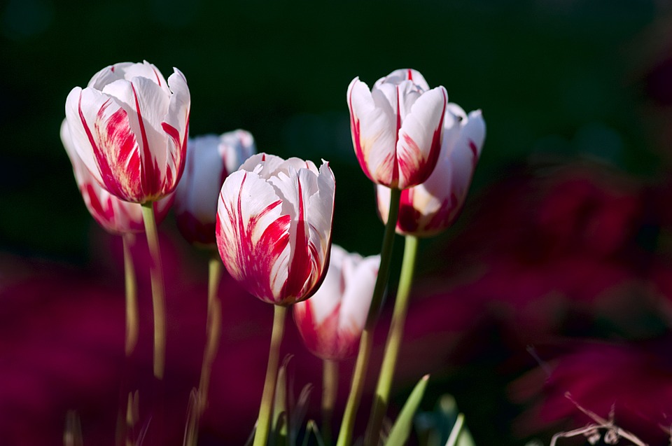 asistencia Mejorar Amabilidad Cómo y cuándo plantar Tulipanes - Mi Jardín