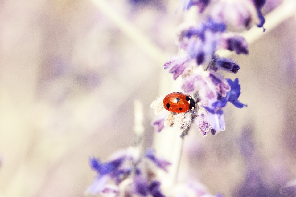 insecto posado en flor de lavanda