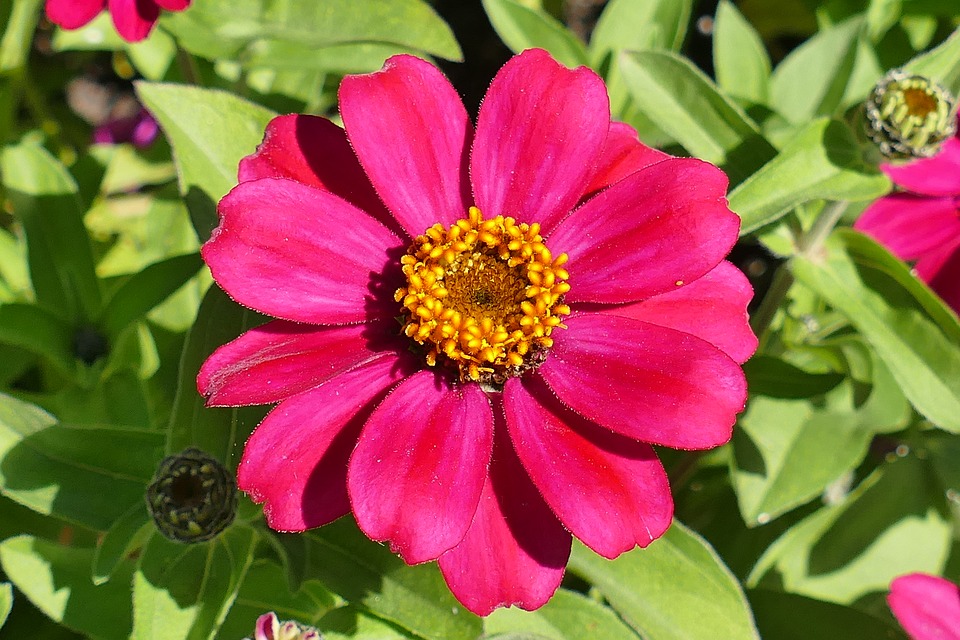 Cómo y cuándo plantar Zinnia en tu jardín - Mi Jardín