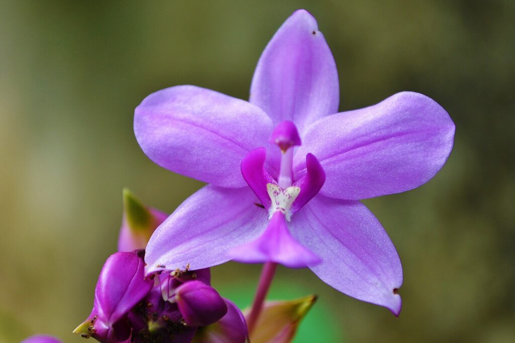 orquidea