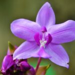 orquidea