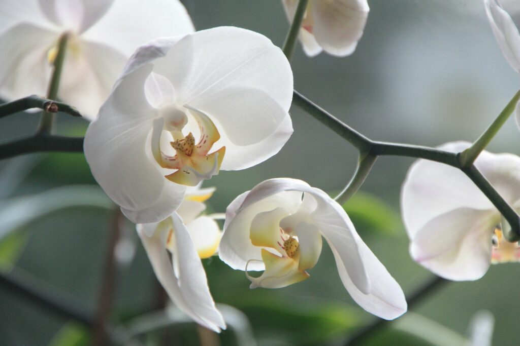 orquidea flor