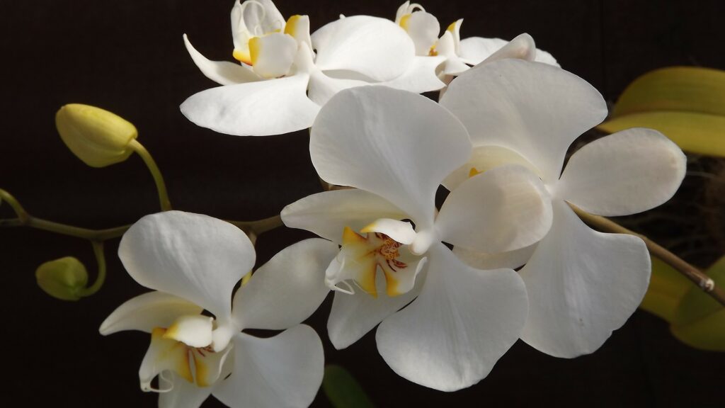 primer plano de orquideas