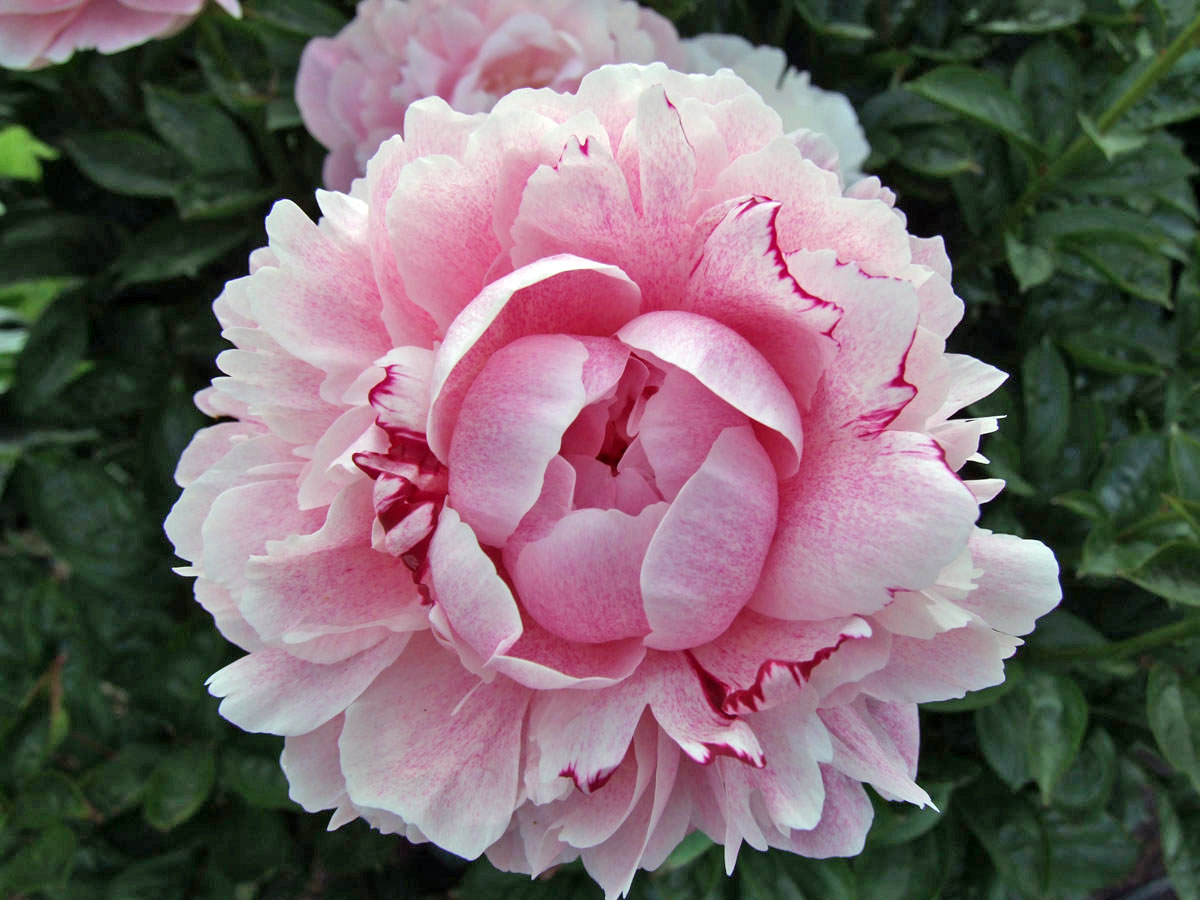 ¿Cómo y cuándo sembrar Peonías? mijardin.es ¿Cómo y cuándo sembrar Peonías? mijardin.es