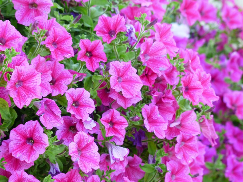 petunias