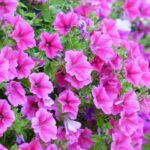petunias
