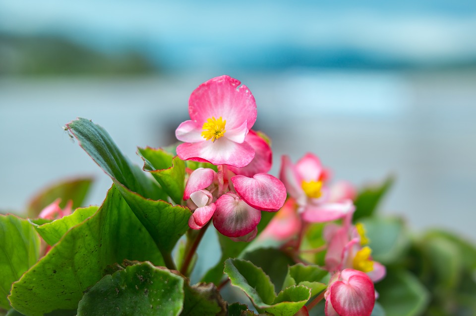 primer plano begonia