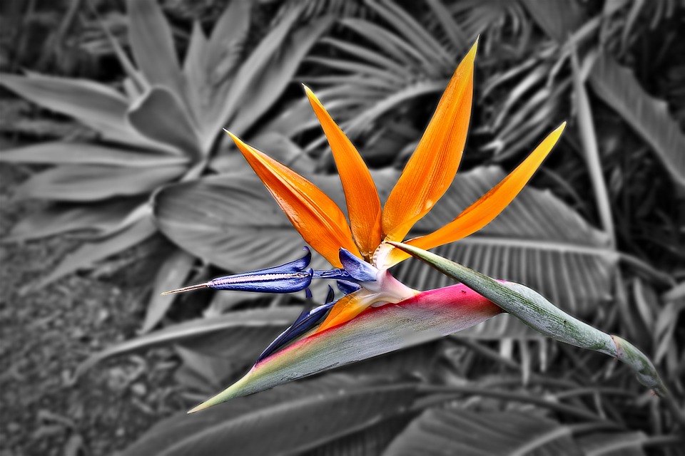 Cómo y cuándo plantar Strelitzia Reginae - Mi Jardín