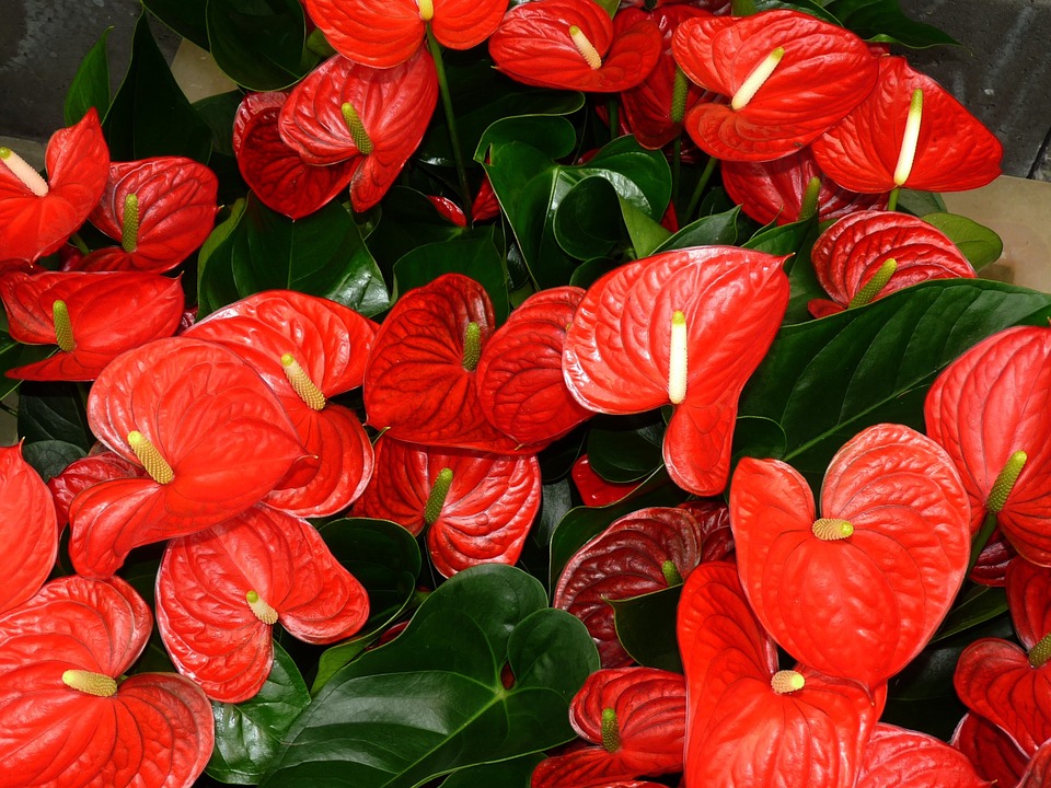 anthurium flor