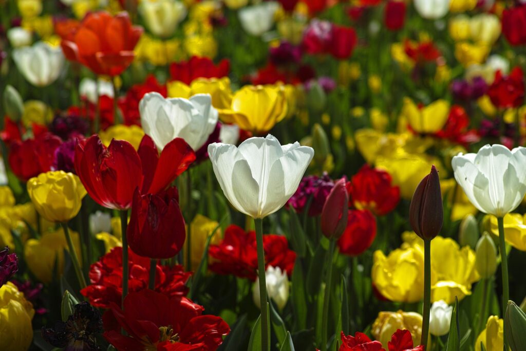 tulipanes