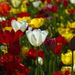 tulipanes