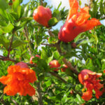 frutos Granado
