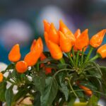 Pimientos