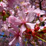 plantar Prunus Cerasifera