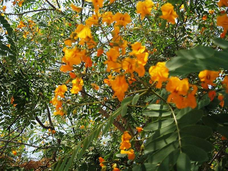 árbol de Tipuana Tipu