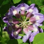 plantar Wisteria Sinensis