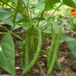 cultivar-habichuelas