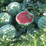 cultivo de sandías