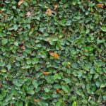 plantacion Ficus-Repens