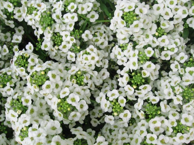 Cómo y cuándo plantar Alyssum Maritimum (Lóbula Marítima) - Mi Jardín