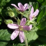 Erodium Moschatum