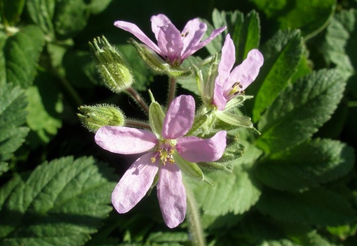 Erodium Moschatum