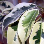 Ficus Benjamina