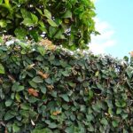 cuidados de Ficus Pumila