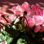 Flor Cyclamen