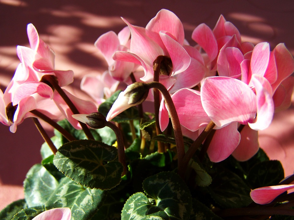 Cómo y cuándo plantar Cyclamen - Mi Jardín