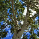 Populus Alba Arbol