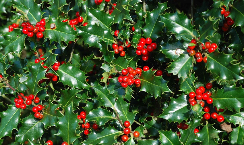 Resultado de imagen de Ilex aquifolium (acebo