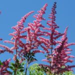 astilbe planta