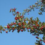 crataegus monogyna Fruto