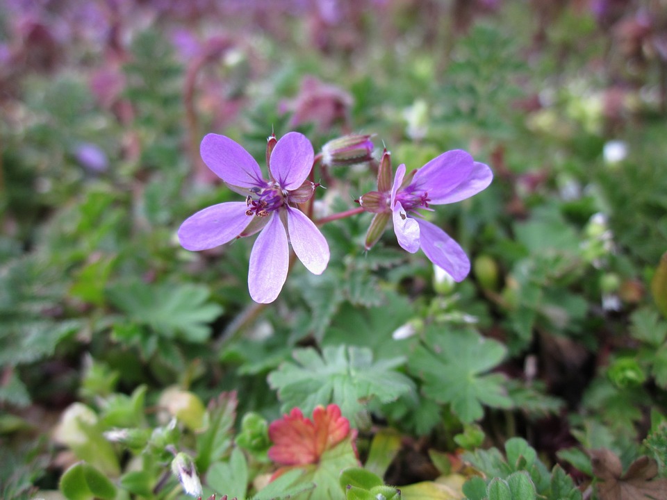 plagas Erodium Cicutarium